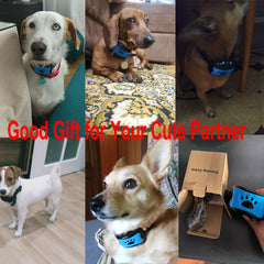 Cute dogs wearing blue training collars, perfect gift for pet lovers and family