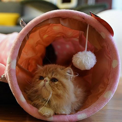 Fluffy orange cat in pink polka-dot tunnel toy with pom-pom, perfect pet gift