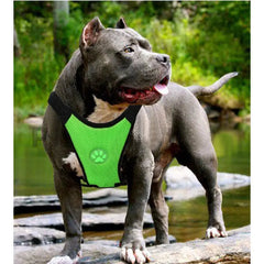 Gray pitbull wearing bright green mesh harness with paw print, standing on rocks near water